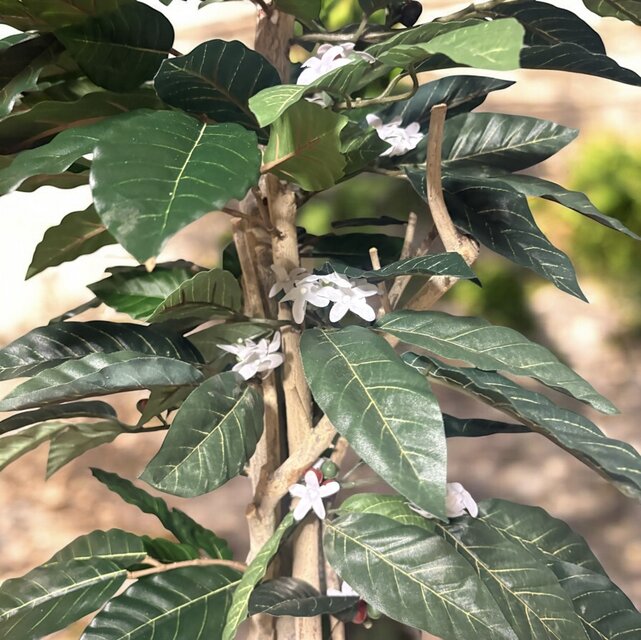 光触媒　人工観葉植物　ウォールグリーン　フェイクグリーン　コーヒーの木実付き 光触媒 人工観葉植物 ウォールグリーン フェイクグリーン コーヒーの木