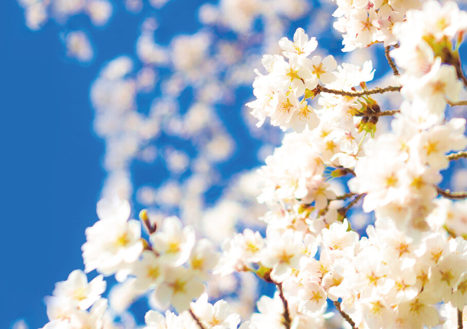 春の花をたっぷり載せたZINE「春を待つ」 | iichi 日々の暮らしを