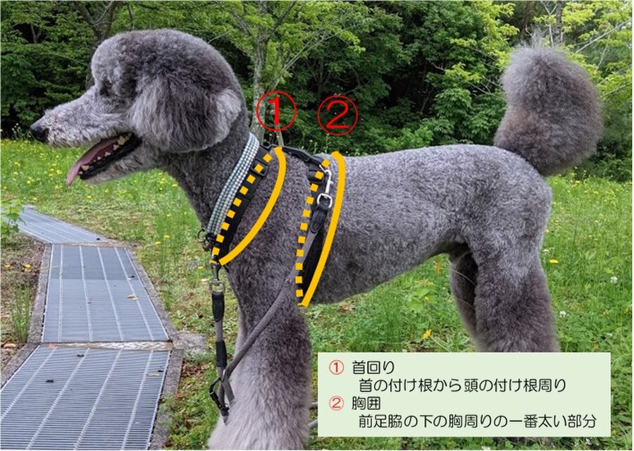 パラコード ハーネス 胸元に花モチーフを配した小型犬用 | iichi 日々