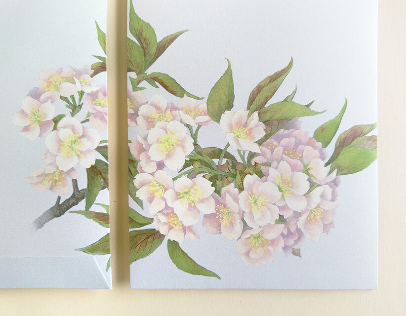 桜の和紙レターセット ちょっと大きめ、B5サイズ縦書き | iichi 日々