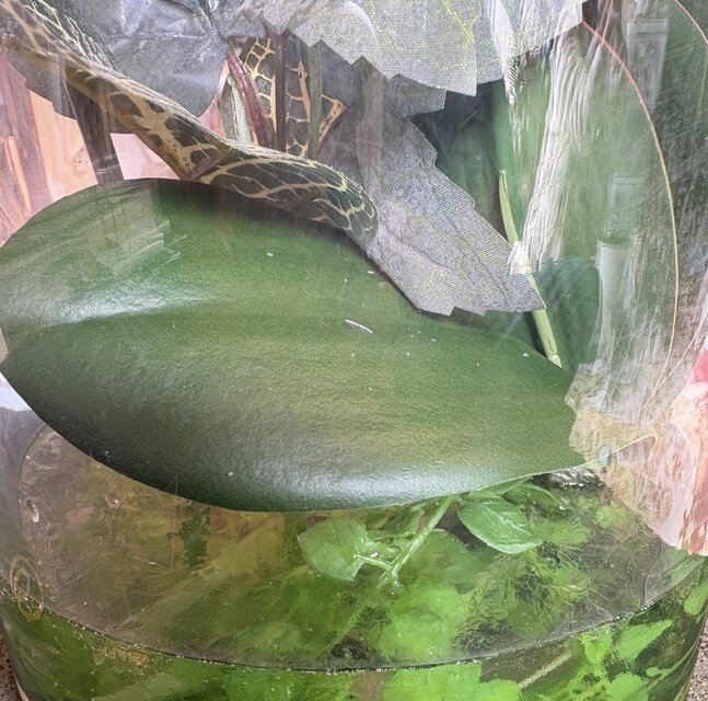 光触媒 人工観葉植物 ウォールグリーン フェイクグリーン マジカル