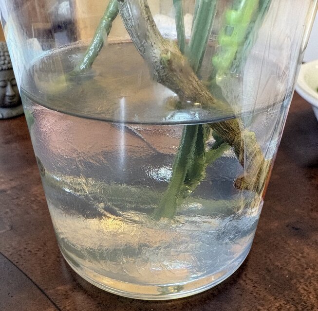 光触媒　観葉植物　ウォールグリーン　フェイクグリーン　特大マジカルウォーター10 光触媒 人工観葉植物 ウォールグリーン フェイクグリーン マジカル