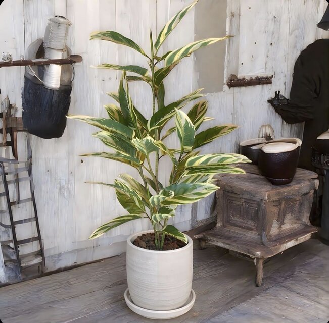 光触媒 人工観葉植物 ウォールグリーン フェイクグリーン クテナンテ