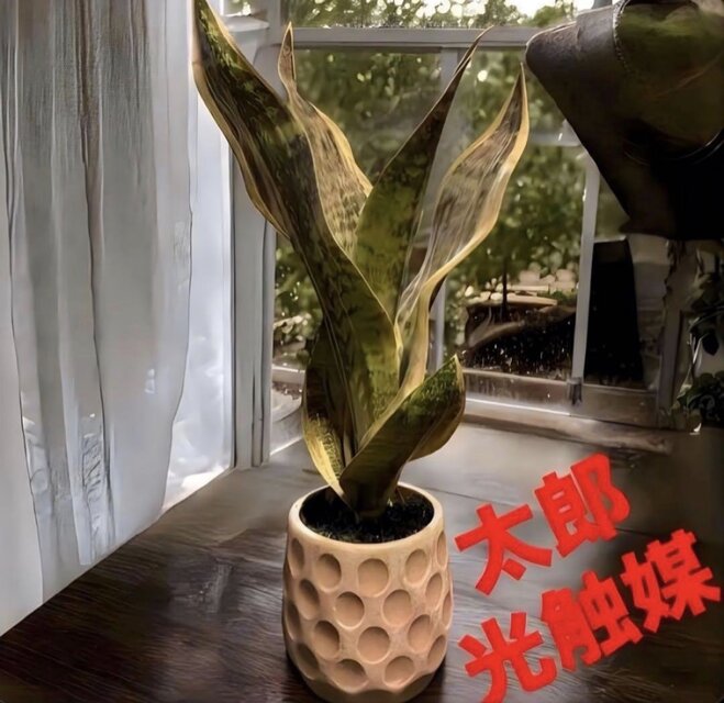 光触媒　人工観葉植物　ウォールグリーン　フェイクグリーン　サンスベリアアレンジ@ 光触媒 人工観葉植物 ウォールグリーン フェイクグリーン サンセベリア