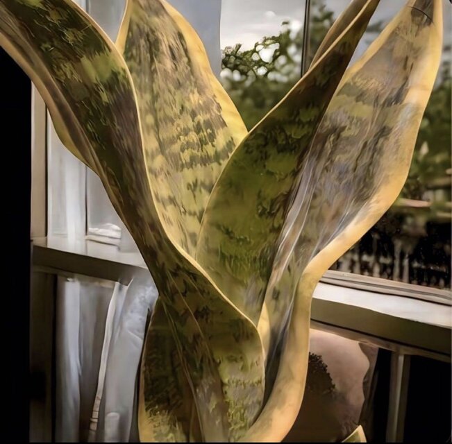 光触媒 人工観葉植物 ウォールグリーン フェイクグリーン サンセベリア