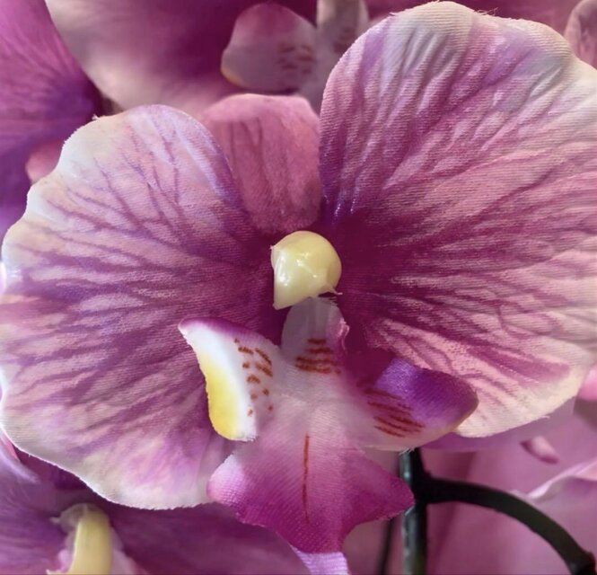 光触媒 人工観葉植物 ウォールグリーン フェイクグリーン 胡蝶蘭6142aj
