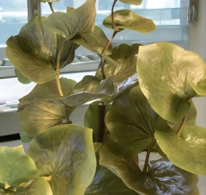 光触媒 人工観葉植物 ウォールグリーン フェイクグリーン スリムパキラ 