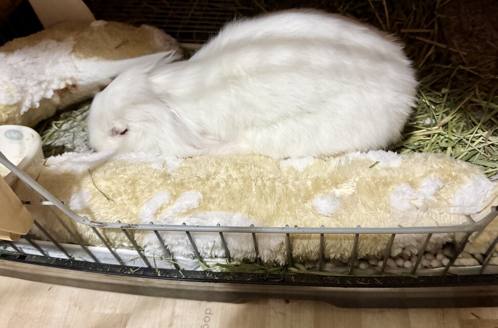 usagiさま専用 うさぎ様専用 【公式通販】