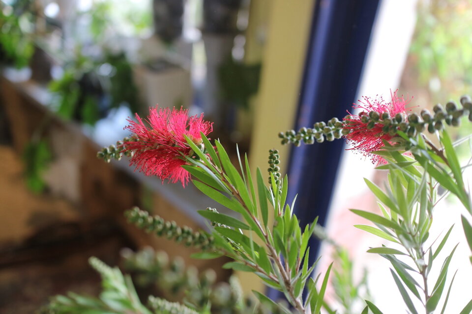 現物＜1点のみ＞ 花芽付き! ブラシの木 カリステモン ドーソンリバー