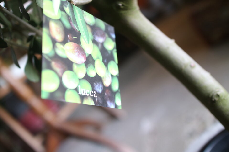 現物 1点のみ ＜SOUJU＞ 大きなオリーブの木 ＜ルッカ＞ 創樹 | iichi
