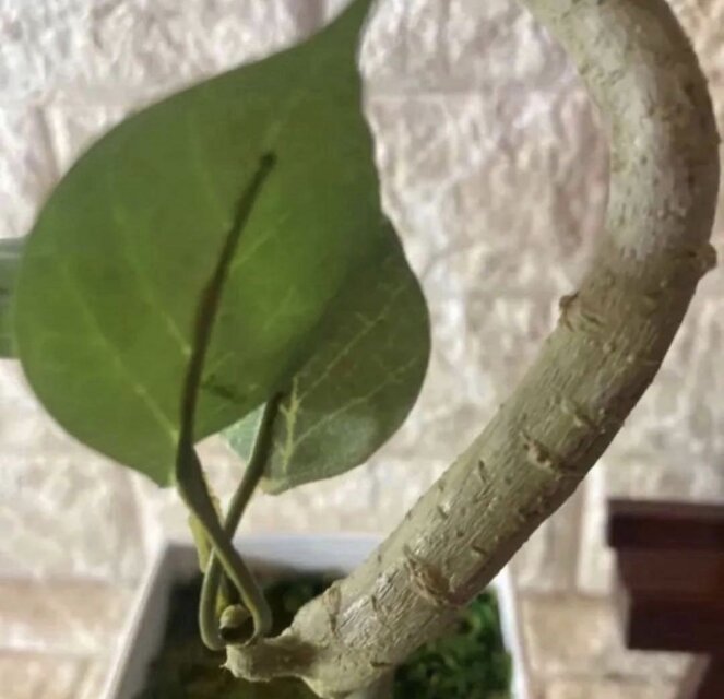 光触媒 人工観葉植物 ウォールグリーン フェイクグリーン カジュマル