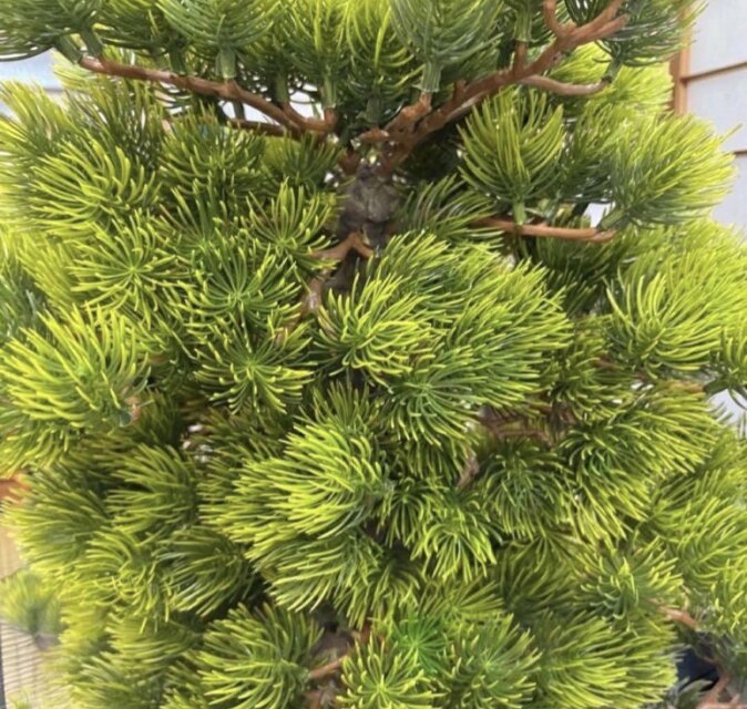 光触媒 人工観葉植物 ウォールグリーン フェイクグリーン ボンド7376