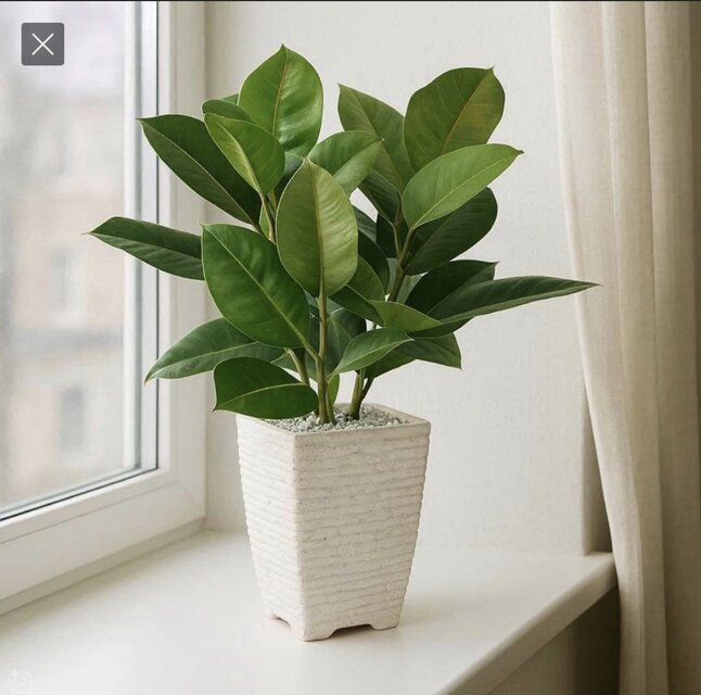 光触媒 人工観葉植物 ウォールグリーン フェイクグリーン ゴムノキ 