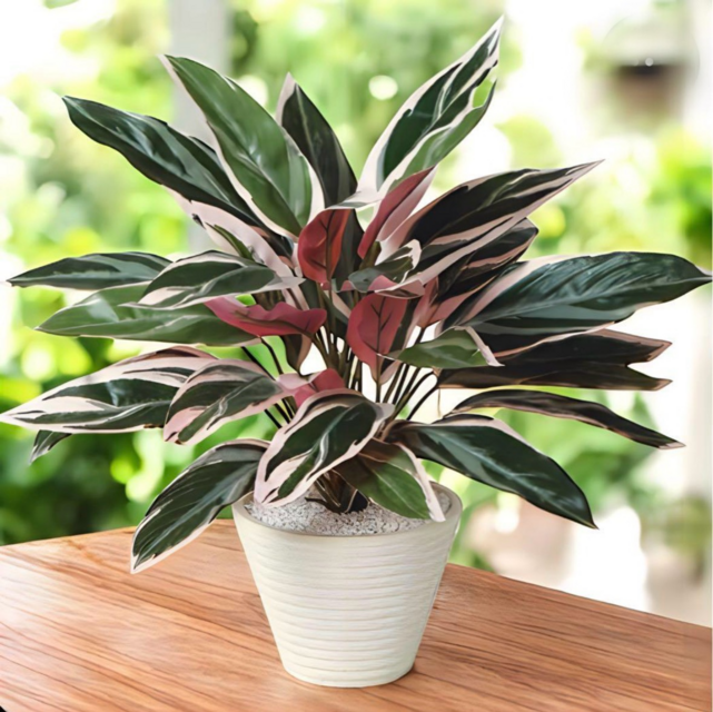 光触媒　人工観葉植物　ウォールグリーン　フェイクグリーン　レッドスターローズ 光触媒 人工観葉植物 ウォールグリーン フェイクグリーン トリオスター