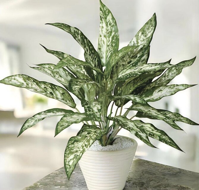 光触媒 人工観葉植物 ウォールグリーン フェイクグリーン アグラオネマ