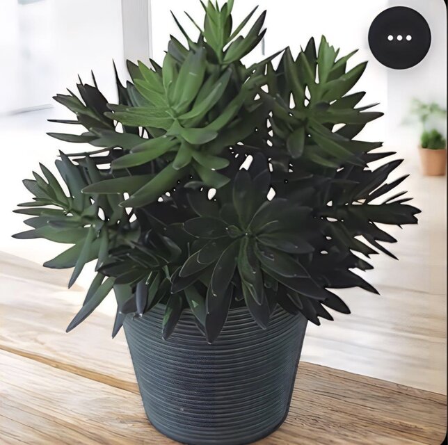 光触媒 人工観葉植物 ウォールグリーン フェイクグリーン サッカレント