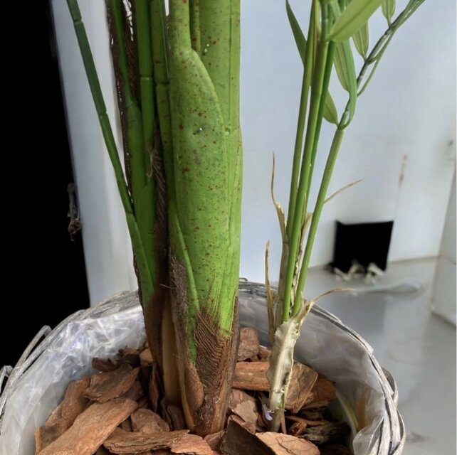 光触媒 人工観葉植物 ウォールグリーン フェイクグリーン アレカヤシ