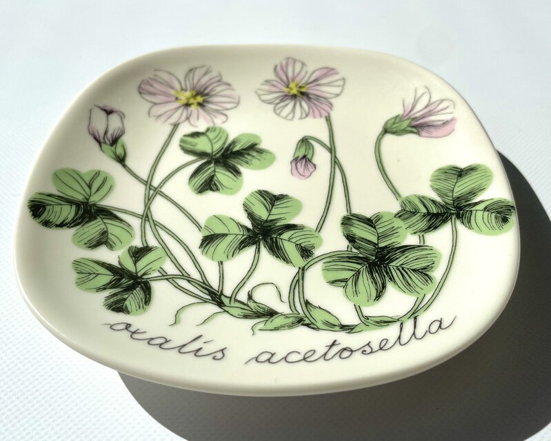 ARABIA エステリトムラ Botanica Oxalis acetosella コミヤマカタバミ