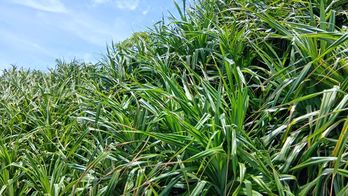 沖縄育ちの\