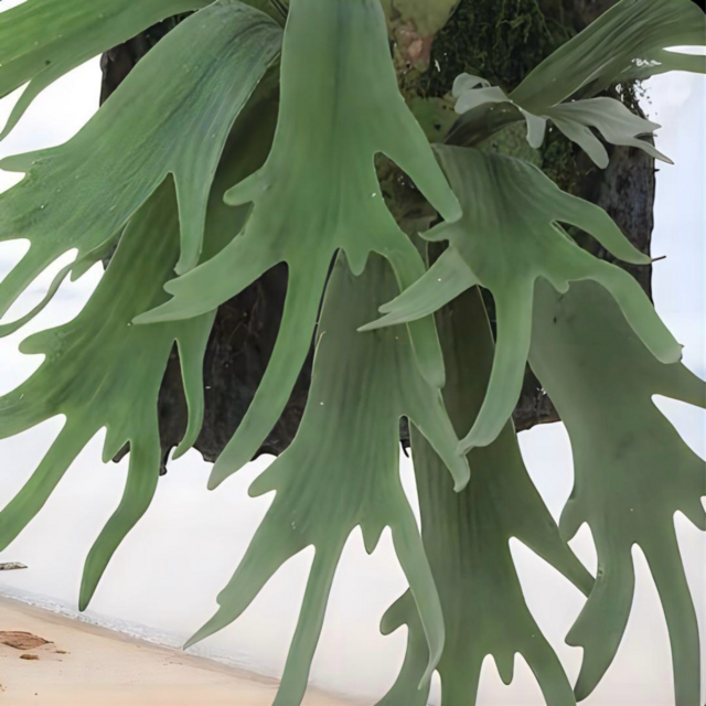 光触媒 人工観葉植物 ウォールグリーン フェイクグリーン コウモリラン