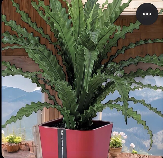 光触媒 人工観葉植物 ウォールグリーン フェイクグリーン アスプ