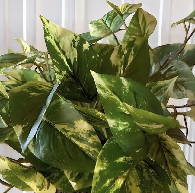 光触媒 人工観葉植物 ウォールグリーン フェイクグリーン ポトス