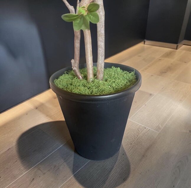 光触媒　人工観葉植物　ウォールふグリーン　フェイクグリーン　ドウダン210 光触媒 人工観葉植物 ウォールグリーン フェイクグリーン ドウダン
