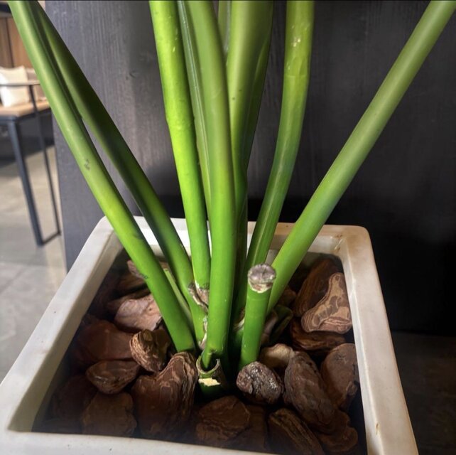 光触媒 観葉植物 ウォールグリーン フェイクグリーン ストレッチア