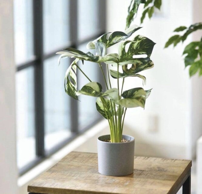 光触媒　人工観葉植物　ウォールグリーン　フェイクグリーン　モンステラ1.2m@& 光触媒 人工観葉植物 ウォールグリーン フェイクグリーン モンステラ