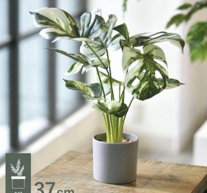 光触媒　人工観葉植物　ウォールグリーン　フェイクグリーン　斑入りモンステラ110 光触媒 人工観葉植物 ウォールグリーン フェイクグリーン モンステラ