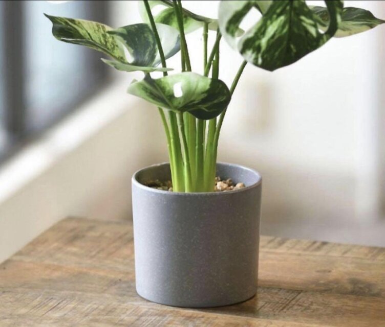 光触媒 人工観葉植物 ウォールグリーン フェイクグリーン モンステラ