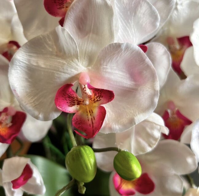 光触媒 人工観葉植物 ウォールグリーン フェイクグリーン 胡蝶蘭陶器鉢