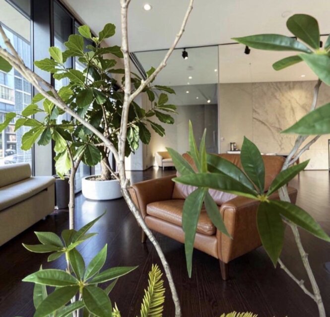 光触媒 観葉植物 ウォールグリーン フェイクグリーン クネクネパキラ