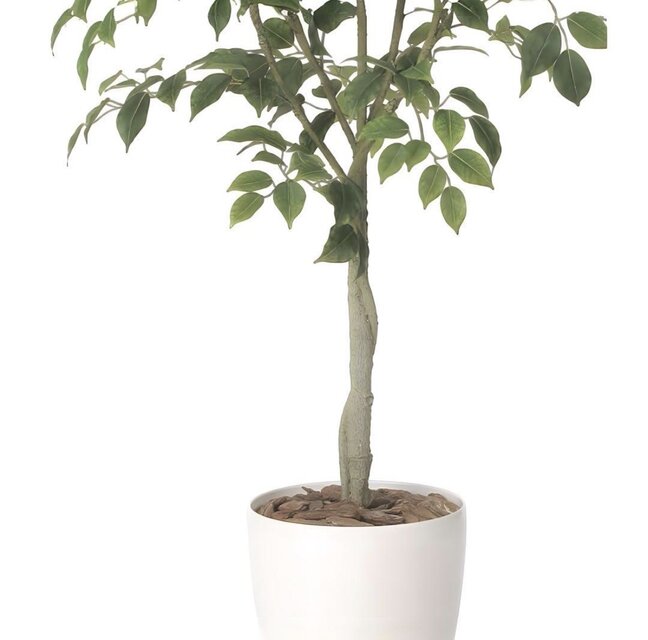 光触媒 人工観葉植物 ウォールグリーン フェイクグリーン フィカス