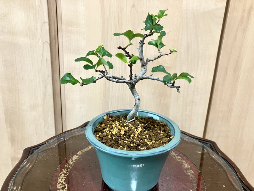 送料込み 白長寿梅盆栽 21cm 9/12撮影 7 盆栽 ！！。 | iichi 日々の