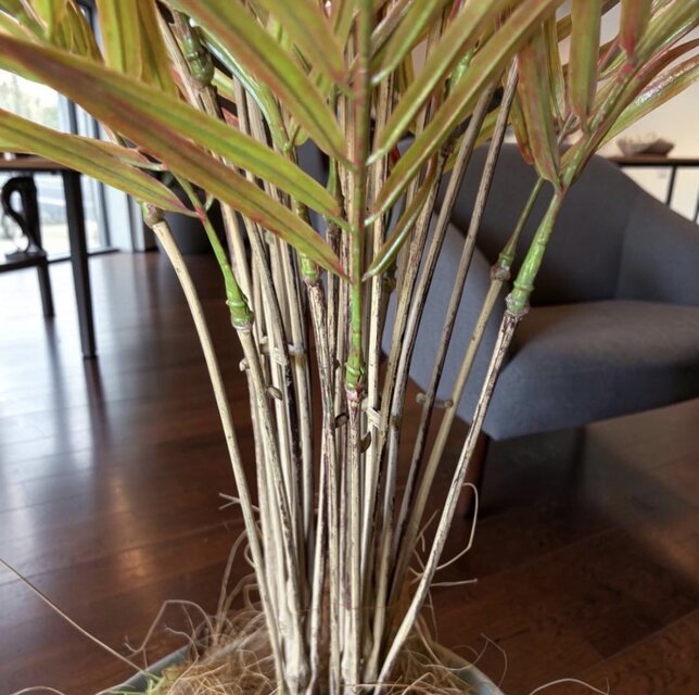 光触媒 人工観葉植物 ウォールグリーン フェイクグリーン アレカヤシ茶