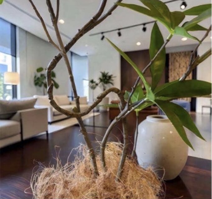 光触媒　人工観葉植物　ウォールグリーン　フェイクグリーン　ツイストパキラ2.1 光触媒 人工観葉植物 ウォールグリーン フェイクグリーン ツイスト