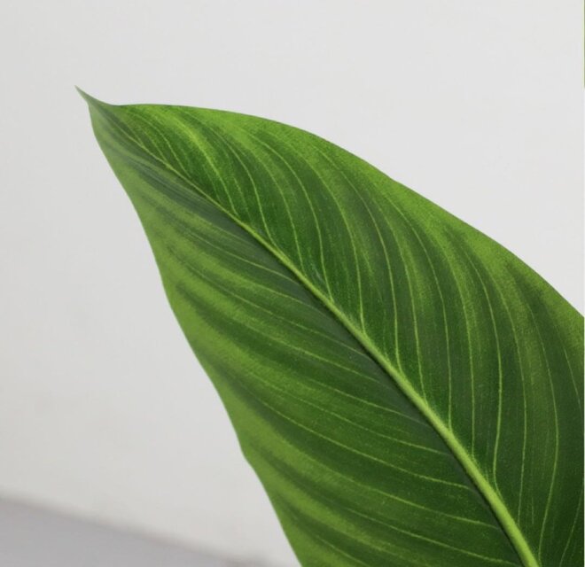 光触媒 人工観葉植物 ウォールグリーン フェイクグリーン オーガスタ