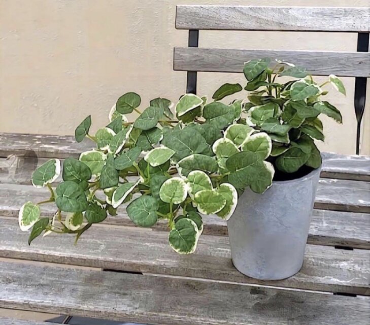 光触媒 人工観葉植物 ウォールグリーン フェイクグリーン プミラポット