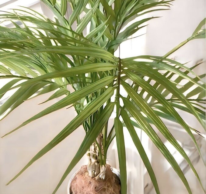 光触媒 人工観葉植物 ウォール グリーン フェイクグリーン アレカヤシ