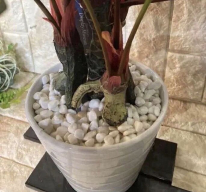 光触媒 人工観葉植物 ウォールグリーン フェイクグリーン モンステラpt