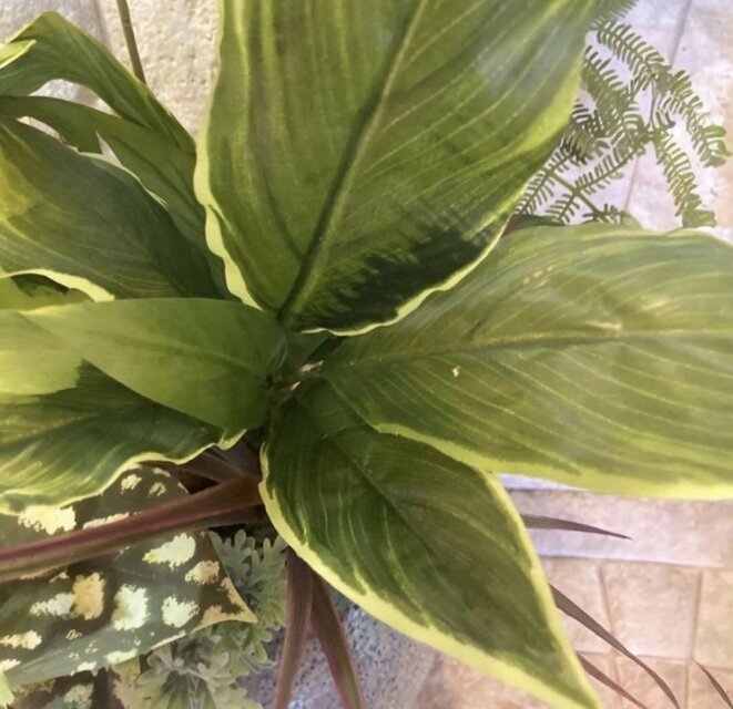 光触媒 人工観葉植物 モンステラ フェイクグリーン スプリットアレンジ