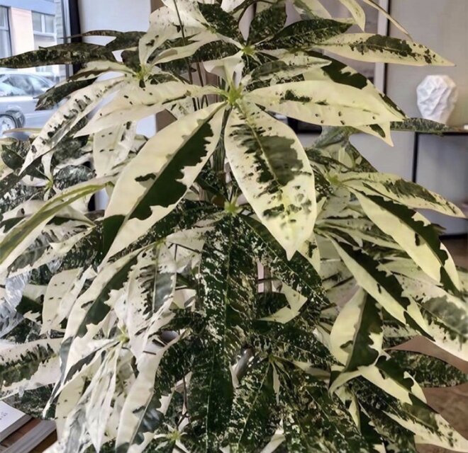 光触媒　人工観葉植物　ウォールグリーン　フェイクグリーン　斑入りパキラ175 光触媒 人工観葉植物 ウォールグリーン フェイクグリーン 斑入りパキラ