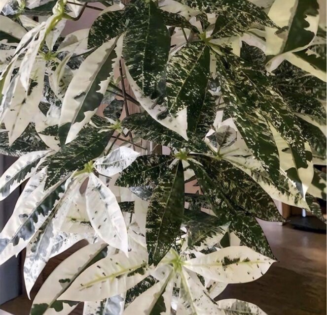 光触媒 人工観葉植物 ウォールグリーン フェイクグリーン 斑入りパキラ
