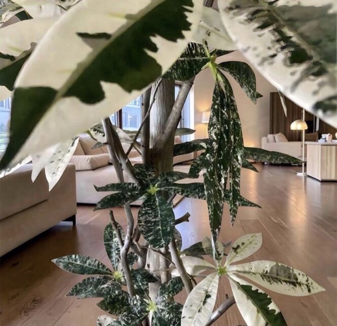 光触媒 人工観葉植物 ウォールグリーン フェイクグリーン 斑入りパキラ