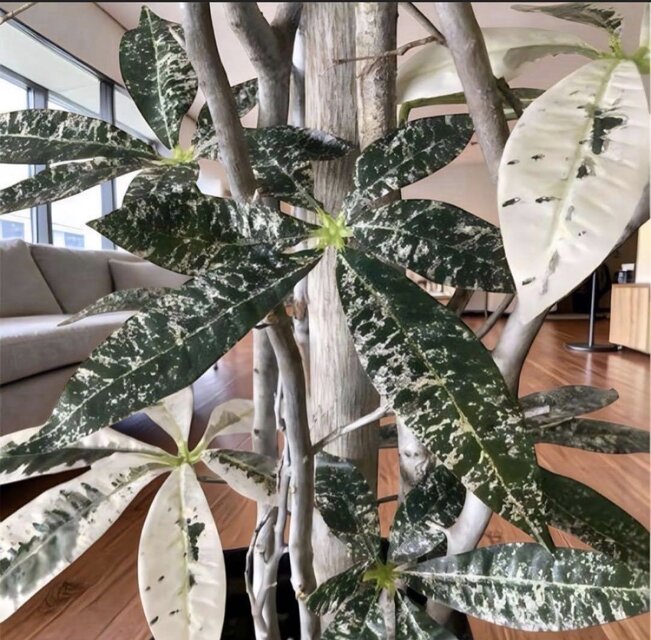 光触媒 人工観葉植物 ウォールグリーン フェイクグリーン 斑入りパキラ