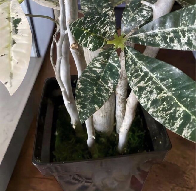 光触媒 人工観葉植物 ウォールグリーン フェイクグリーン 斑入りパキラ