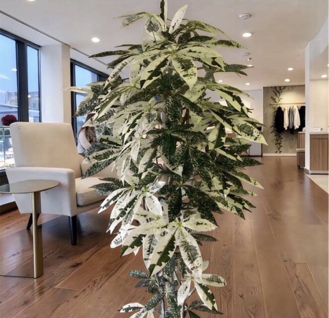 光触媒　人工観葉植物　ウォールグリーン　フェイクグリーン　斑入りパキラ175 光触媒 人工観葉植物 ウォールグリーン フェイクグリーン 斑入りパキラ