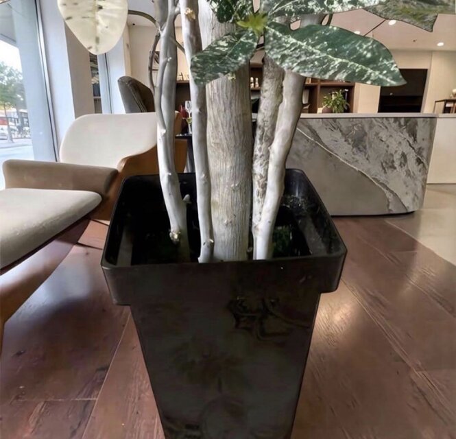 光触媒 人工観葉植物 ウォールグリーン フェイクグリーン 斑入りパキラ