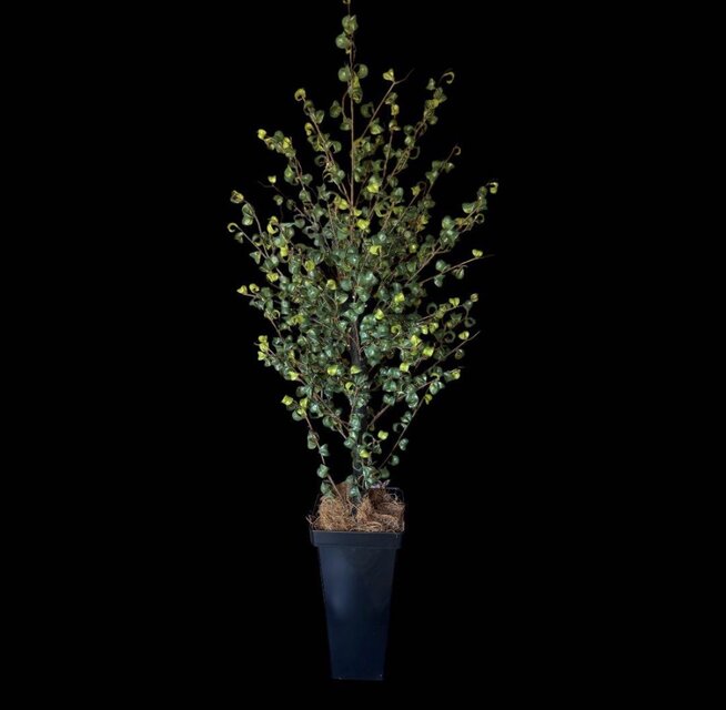 光触媒　人工観葉植物　ウォールグリーン　フェイクグリーン　ベンジャミンバロック2 光触媒 人工観葉植物 ウォールグリーン フェイクグリーン ベンジャミン